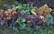 veelkleurig Plant Heuchera, Koraal Bloem, Koraal Klokken, Alumroot  foto