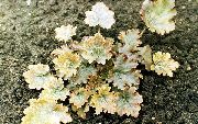 galben Plantă Heuchera, Floare De Coral, Clopote De Corali, Alumroot  fotografie