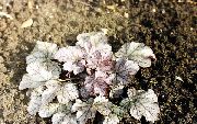 Heuchera, Floare De Coral, Clopote De Corali, Alumroot argintiu Plantă
