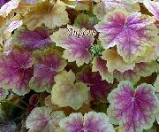 flerfarvet Plante Heuchera, Koral Blomst, Koral Klokker, Alunrod  foto
