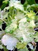 бял Растение Хойхера, Коралово Цвете, Коралови Камбани, Alumroot (Heuchera) снимка