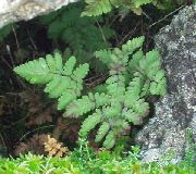 绿 卉 石灰石橡木蕨类植物，香味橡木蕨类植物 (Gymnocarpium) 照片