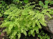 ornamental grasses Northern Maidenhair Fern, Five-finger fern, Five-fingered Maidenhair, American Maidenhair Adiantum 