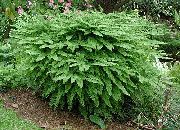 žalias augalas Šiaurės Gingko Šertvūnai, Penkių Pirštų Papartis, Penkių Pirštuotos Gingko, Amerikos Gingko (Adiantum) nuotrauka