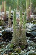 licht groen Plant Caps Dunce (Orostachys) foto