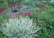 več barv Rastlina Trak Trava, Reed Čužka, Podveze Vrtnarja (Phalaroides) fotografija