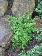 žalias augalas Šienas Kvapus Šertvūnai (Dennstaedtia) nuotrauka