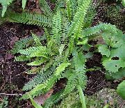 Blechnum groen Plant