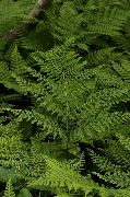 Diplazium Sibiricum grön Växt