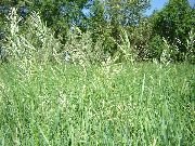 šviesiai žalia augalas Kvapus Šventa Žolė, Sweetgrass, Seneca Žolė, Vanilės Žolė, Buivolų Žolė, Zebrovka (Hierochloe) nuotrauka