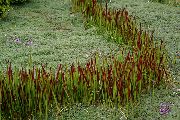rood Plant Cogon Gras, Satintail, Japanse Bloed Gras (Imperata cylindrica) foto