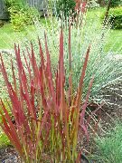 црвен Биљка Цогон Трава, Сатинтаил, Јапански Крв Трава (Imperata cylindrica) фотографија