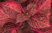 rood Plant Bloodleaf, Kip Spiermaag (Iresine) foto