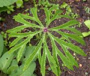 zelena Rastlina Zdrobljeni Dežnik Rastlin (Syneilesis aconitifolia, Cacalia aconitifolia) fotografija