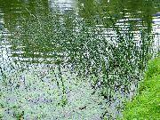 roheline Taim Tõsi Kaislat (Scirpus lacustris) foto