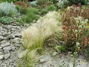sidabrinis augalas Plunksnų Žolė, Adatiniai Žolė, Ietis Žolė (Stipa pennata) nuotrauka
