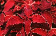 červená Rastlina Coleus, Plameňom Žihľava, Maľované Žihľava  fotografie