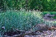 šviesiai mėlynas augalas Mėlyna Laimo Žolė, Smėlis Avižuolė (Elymus) nuotrauka