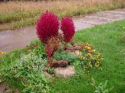 rood Plant Kochia, Brandende Struik, De Zomer Cipres, Mexicaanse Wilgenroosje, Belvedère  foto