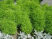 Kochia, Horiace Bush, Letná Cyprus, Mexická Fireweed Belvedere svetlo zelená Rastlina