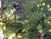 зелен Растение Дама Папрат, Японски Боядисани Папрат (Athyrium) снимка