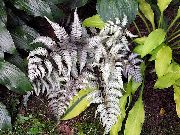 zilverachtig Plant Dame Varen, Japanse Geschilderde Varens (Athyrium) foto