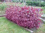 Rode Orach, Mountain Spinazie bordeaux, claret Plant
