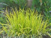 жут Биљка Фоктаил Трава (Alopecurus) фотографија