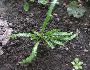 vihreä Kasvi Hart Kielen Saniainen (Phyllitis scolopendrium) kuva