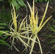 žltý Rastlina Pruhované Manna Tráva, Trstina Manna Tráva (Glyceria) fotografie