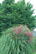 зелен Растение Еулалия, Моминско Трева, Зебра Трева, Китайски Silvergrass (Miscanthus sinensis) снимка