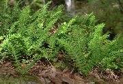 zielony Roślina Stonoga (Polypodium) zdjęcie