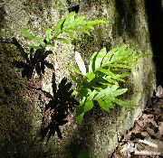 緑色 プラント 共通エゾデンダ、岩エゾデンダ (Polypodium) フォト