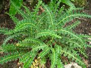 зелен Растение Езикът Папрат Харт (Asplenium) снимка