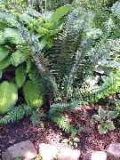 ornamental grasses Hard shield fern, Soft shield fern  Polystichum 