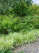 grønn Anlegg Lilla Moor Gress (Molinia caerulea) bilde