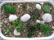 donkergroen Plant Houseleek (Sempervivum) foto