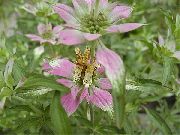 шарен Биљка Бергамота, Хорсеминт, Приметио Беебалм, Пчела Мелем (Monarda punctata) фотографија