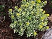 ყვითელი ქარხანა Cushion Spurge (Euphorbia polychroma) ფოტო