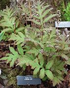 šviesiai žalia augalas Jautrus Papartis, Granulės Papartis (Onoclea) nuotrauka