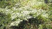 roheline Taim Lääne Jalg Sõnajalg, Piduri, Jalg, Põhja Jalg Sõnajalg, Brackenfern (Pteridium aquilinum) foto