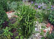 зелений Рослина Осоки Болотні (Carex) фото