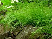 groen Plant Carex, Zegge  foto