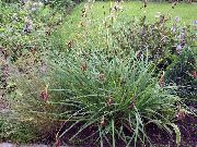 grön Växt Carex, Starr  foto