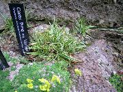 зялёны Расліна Асакі Нізкарослыя (Carex) фота