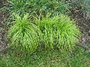 зелений Рослина Осоки Низькорослі (Carex) фото