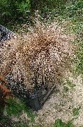 карычневы Расліна Асакі Новазеландскія (Carex) фота