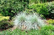 銀色 プラント ニュージーランドヘアスゲ (Carex) フォト