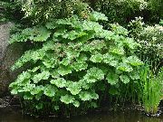 grøn  Paraply Plante, Indian Rabarber (Peltiphyllum, Darmera) foto