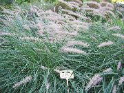 ornamental grasses Chinese fountain grass, Pennisetum  Pennisetum 